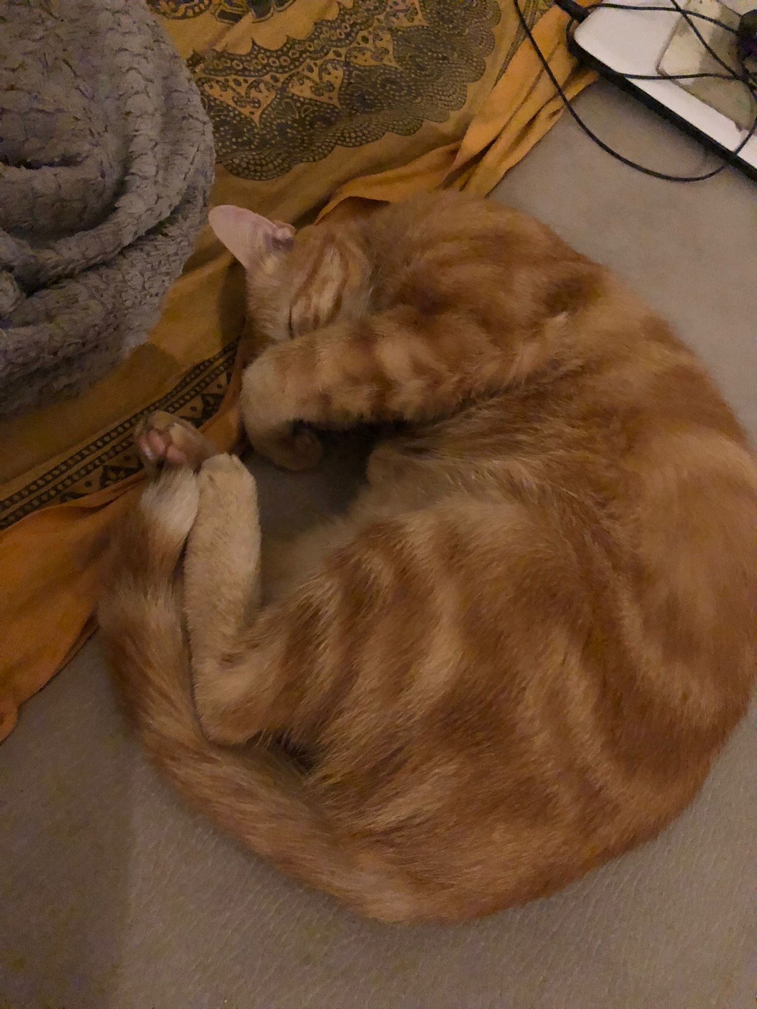 Profil de Georges-louis, 21 ans, Sex à Augusta