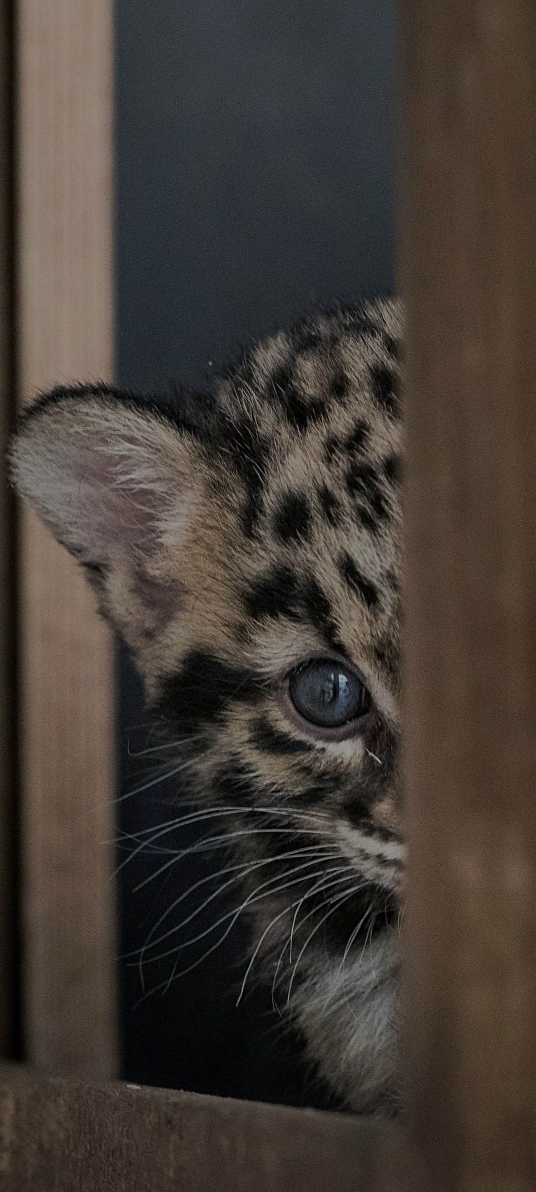 Profil de Aventin, 41 ans, Sex à Empress